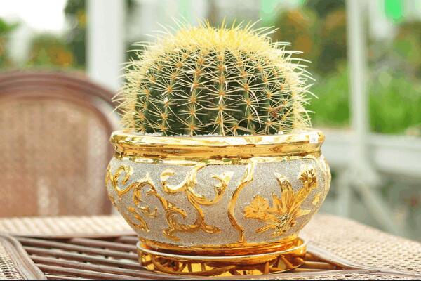 仙人球的四季管理方法，不同的季節(jié)有著不同的要點