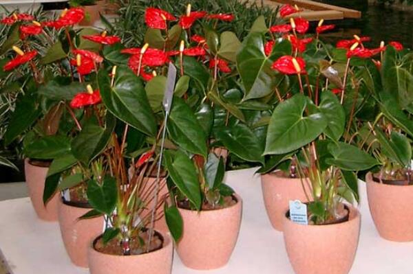 紅掌的催花方法，加強(qiáng)日常管理（溫度、光照、通風(fēng)、肥水）