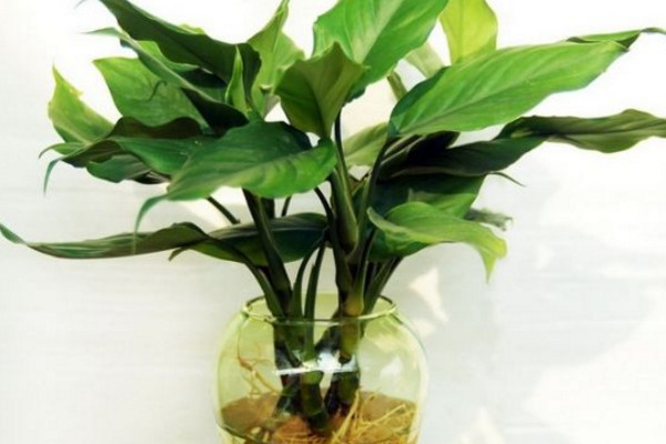 如何水養(yǎng)萬年青，掌握換水規(guī)律最重要