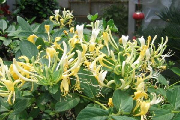 金銀花冬季如何修剪，小寒到立春之間進(jìn)行修剪