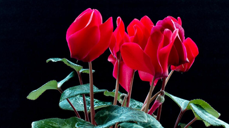 仙客來怎么養(yǎng)