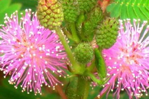 含羞草發(fā)芽后怎么護(hù)理