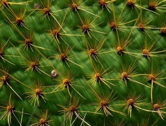 仙人掌為什么不用澆水，因吸水能力太強(qiáng)