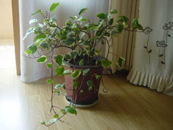 常春藤怎么養(yǎng)長得壯，只需要做好五個要點即可