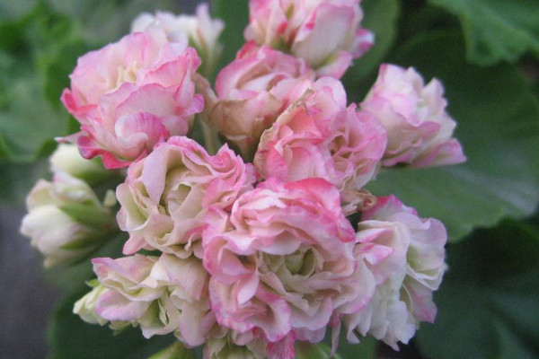 天竺葵什么時(shí)候開花