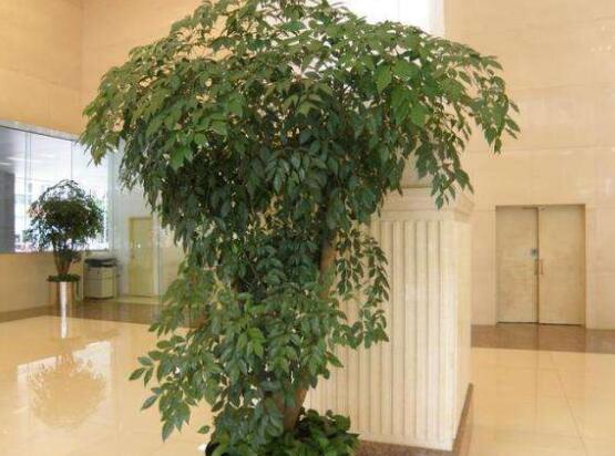 幸福樹的養(yǎng)殖方法，老農(nóng)教你八大基本養(yǎng)殖方法