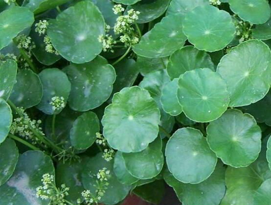 銅錢草放哪里招財，教你四個擺放最佳位置