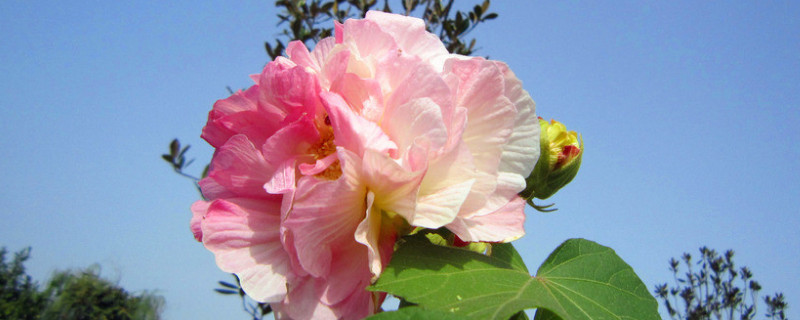 芙蓉花小苗不長(zhǎng)怎么回事