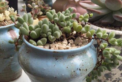 碧玉蓮如何度夏，最主要的是不要隨意澆水