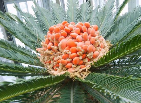 鐵樹(shù)開(kāi)花后會(huì)死嗎，鐵樹(shù)開(kāi)花的征兆是什么