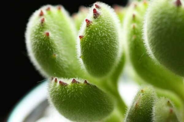 熊童子怎么繁殖，熊童子扦插繁殖方法