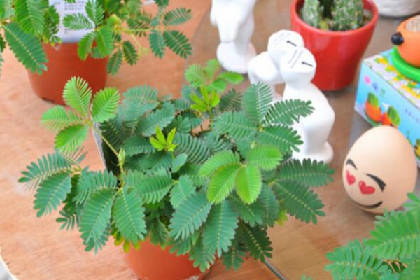 家里能養(yǎng)含羞草嗎，不能養(yǎng)（引起脫發(fā)、導(dǎo)致孕婦流產(chǎn)）