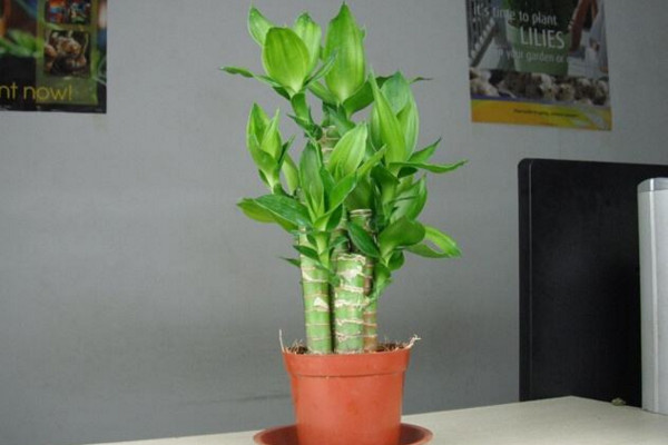 富貴竹發(fā)黃怎么辦