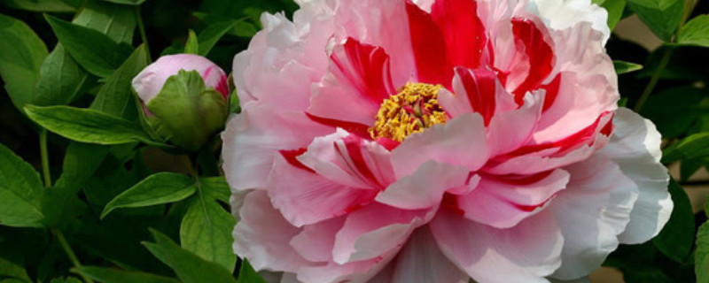 牡丹花盆景養(yǎng)殖方法