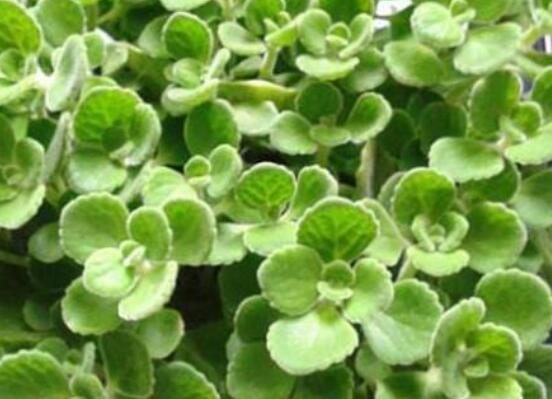 碰碰香扦插方法，教你六點(diǎn)步驟扦插爆盆