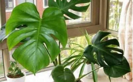 龜背竹滴水是怎么回事，只是一種正常的吐水現(xiàn)象(水分充足)