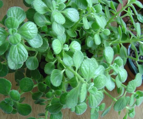 碰碰香的養(yǎng)殖方法，土壤陽(yáng)光澆水施肥修剪病蟲(chóng)害缺一不可