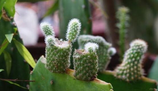 仙人掌的繁殖方法，扦插繁殖簡(jiǎn)單/存活率高(合適推薦)