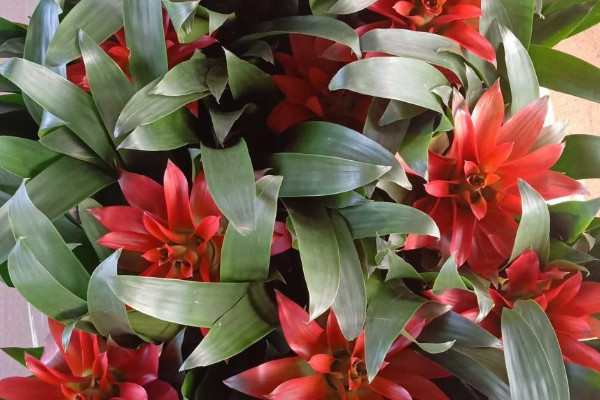 鴻運(yùn)當(dāng)頭花不紅怎么辦