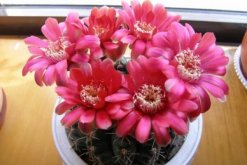 仙人球花和曇花的區(qū)別，顏色、大小、花瓣都可以進(jìn)行區(qū)分