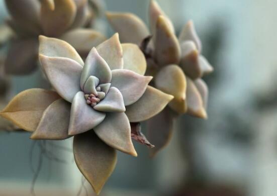 寶石花特點(diǎn)是什么，藥用價(jià)值是最大特色