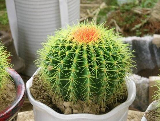 仙人球的寓意，寓意著外表堅強而內(nèi)心柔軟