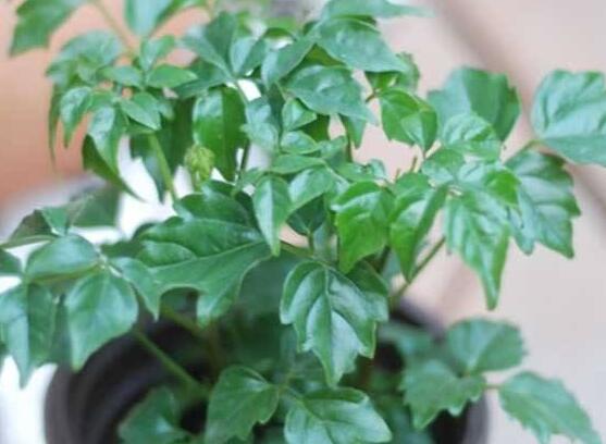 幸福樹種子怎么種，教你六大簡單步驟即可學(xué)會