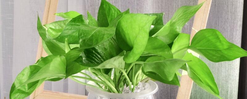 水養(yǎng)富貴竹葉子發(fā)黃怎么辦