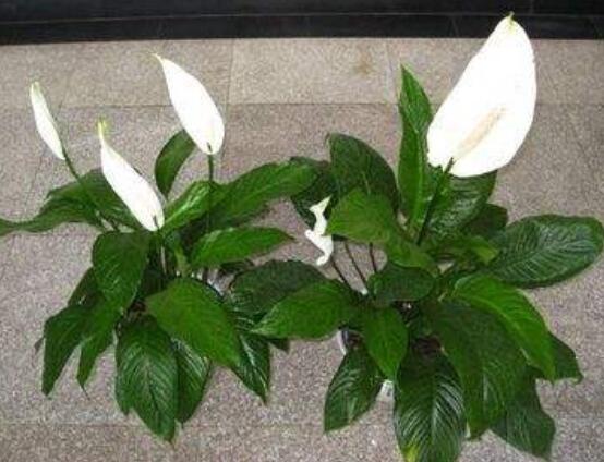 一帆風順花蔫了怎么辦，教你四種解決辦法(花大色艷)