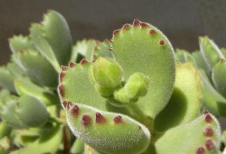 熊童子的花語和傳說，玲瓏優(yōu)雅和綠色山珍美好寓意