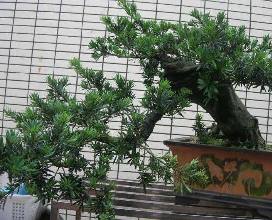 羅漢松盆景制作方法，教你五個(gè)基本步驟便可開(kāi)枝散葉