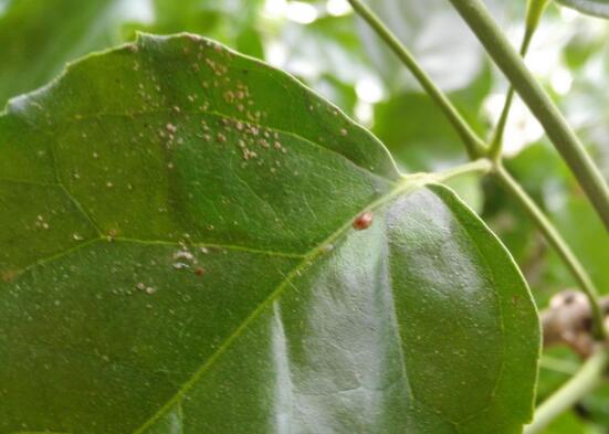 平安樹常見病蟲害有哪些，平安樹的病害防治