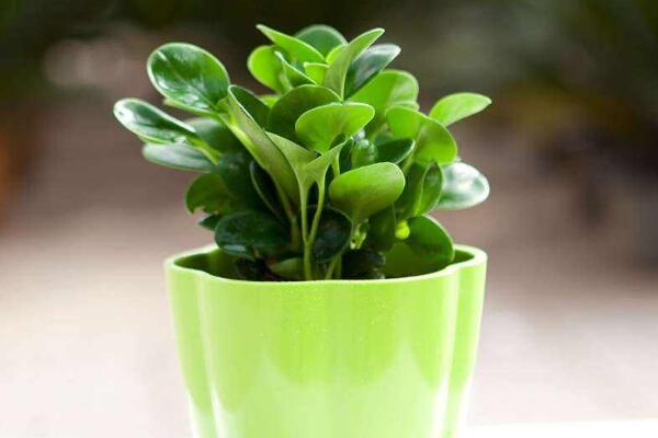 碧玉花植物如何移栽，簡單三步教你扦插成活