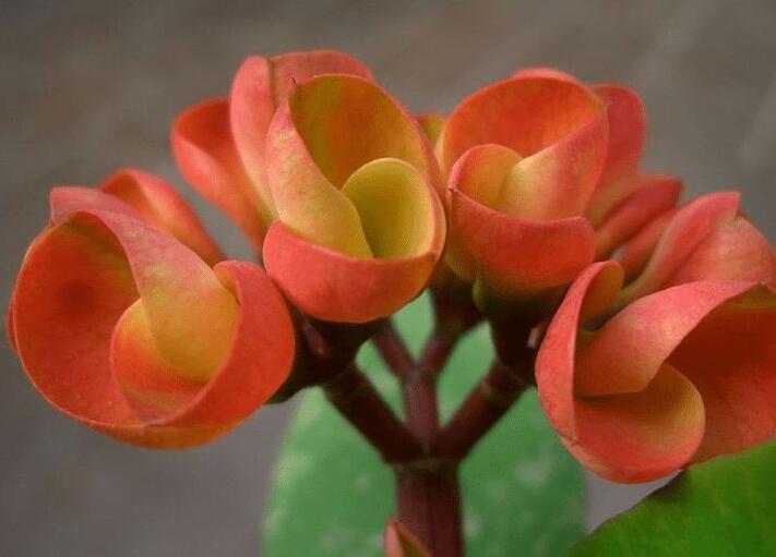 虎刺梅花期，養(yǎng)的好一年四季都可以開花