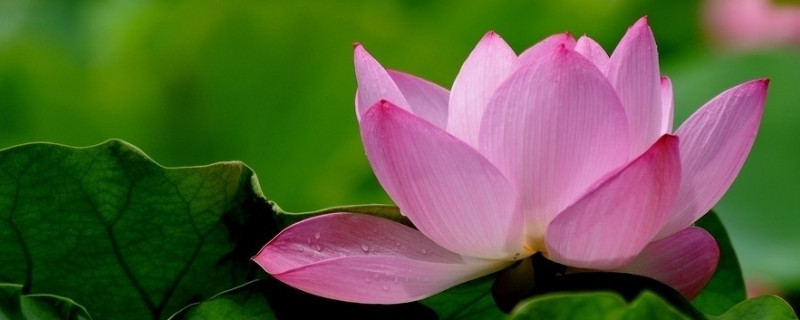 荷花養(yǎng)護(hù)應(yīng)該注意什么