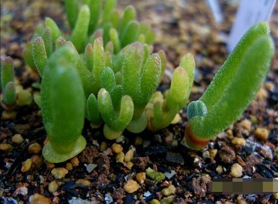 碧光環(huán)爛根怎么辦，兩種爛根防治方法/及時脫盆修剪消毒