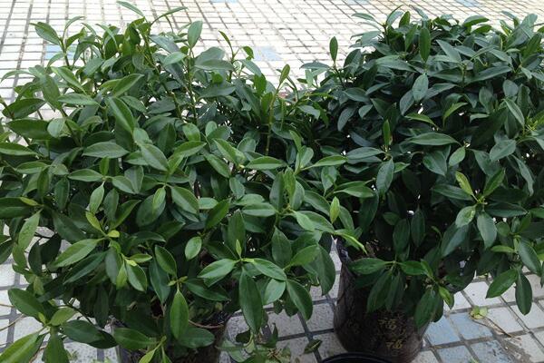 平安樹放在什么地方風(fēng)水最好，大門、客廳、陽臺