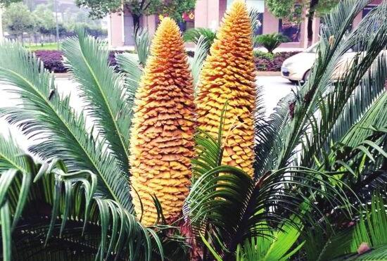 鐵樹(shù)開(kāi)花好不好，象征著幸福、吉祥、富貴