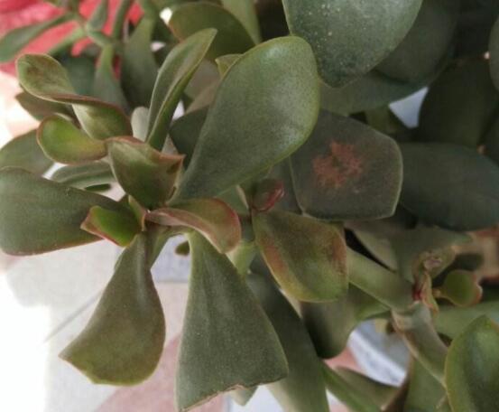 玉樹葉子發(fā)黃怎么補(bǔ)救，教你三種最直接有效的補(bǔ)救方法