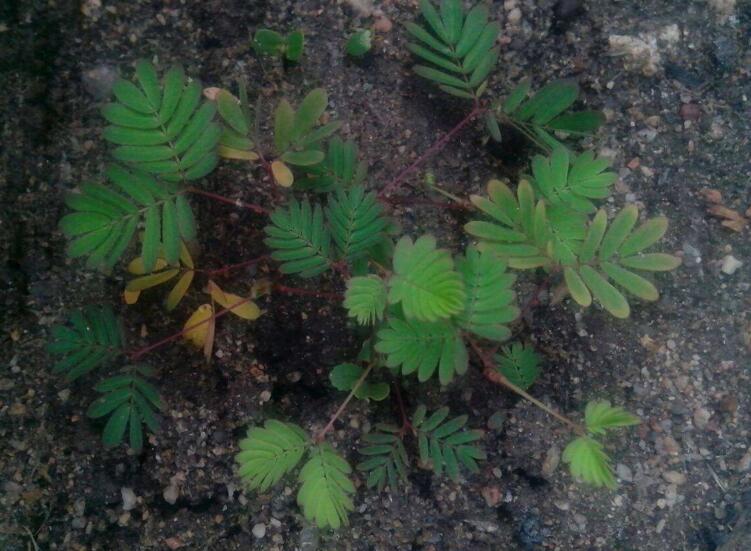 含羞草怎么養(yǎng)才活的久，要對(duì)它進(jìn)行人工繁殖才行