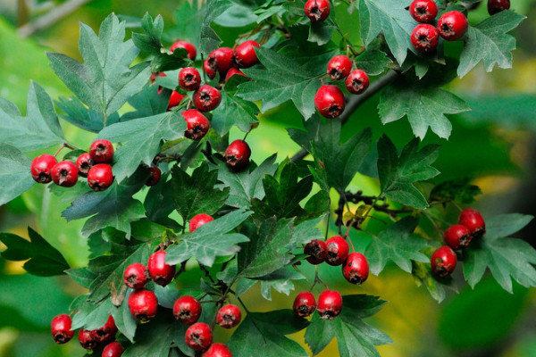 金櫻子葉子的功效與作用