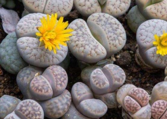 生石花怎么養(yǎng)長(zhǎng)得快，老農(nóng)總結(jié)五個(gè)快速生長(zhǎng)好方法