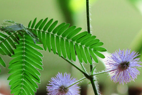 含羞草的養(yǎng)殖方法和注意事項