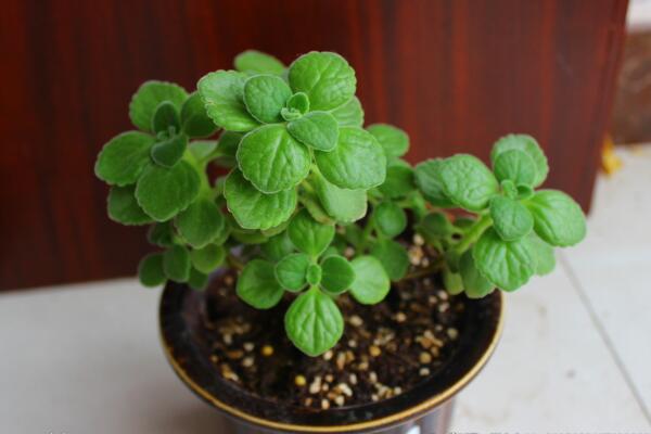 碰碰香會過敏嗎，對一些過敏體質(zhì)的人會造成不適