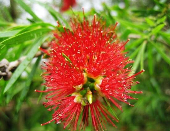 紅豆杉怎么養(yǎng)殖，紅豆杉養(yǎng)殖方法