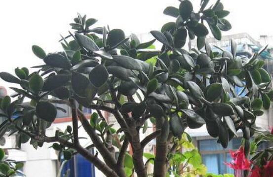 燕子掌怎么修剪，春季最佳/剪除枝條枝葉(瘦病枯)