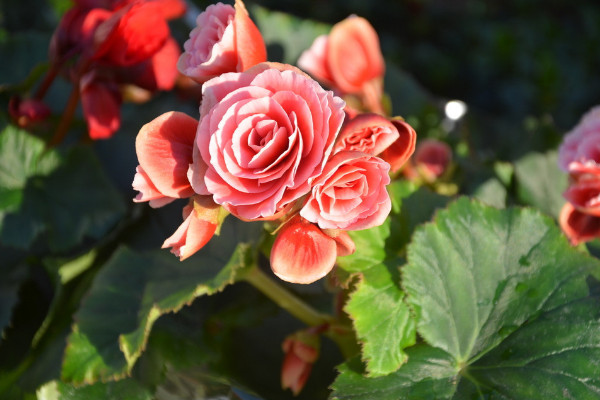 麗格海棠冬天的養(yǎng)殖方法和注意事項