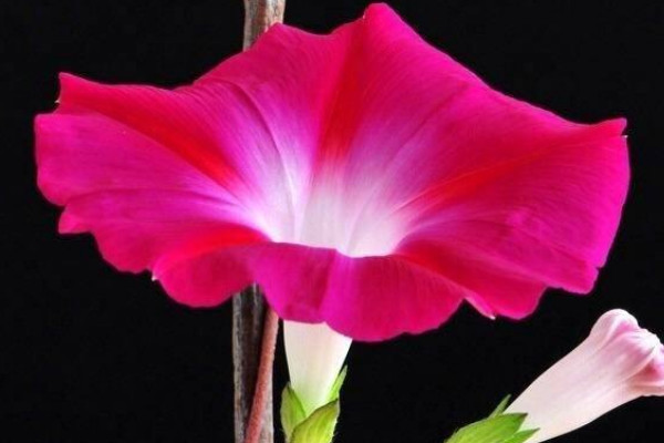 牽牛花幾點開花