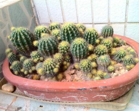 仙人球的養(yǎng)殖方法和注意事項，做好五個要點一年四季健康茂盛