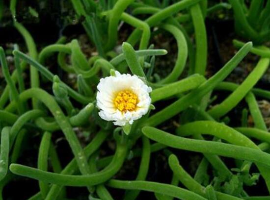 碧光環(huán)開花嗎，會開/從種植到開花需要5-7年(時間漫長)